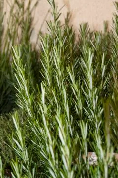 Rosemary Stock Photos