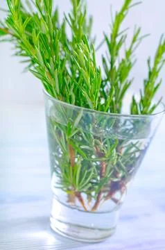 Rosemary Stock Photos