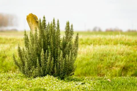 Rosemary Stock Photos