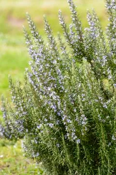 Rosemary Stock Photos
