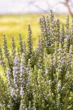 Rosemary Stock-Fotos