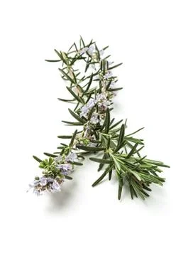 Rosemary Stock Photos