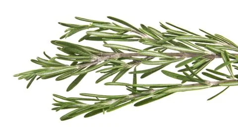 Rosemary Stock-Fotos