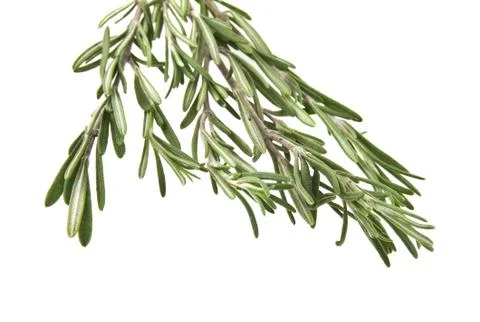 Rosemary Stock Photos