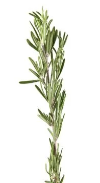 Rosemary Stock Photos