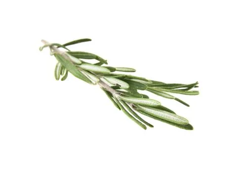 Rosemary Stock Photos