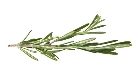Rosemary Stock Photos