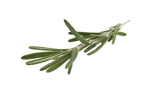 Rosemary Stock Photos