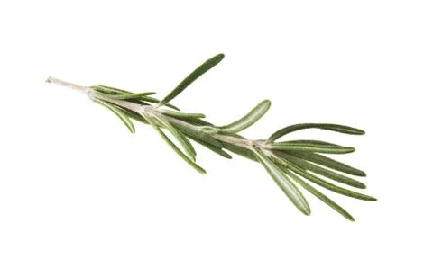 Rosemary Stock Photos