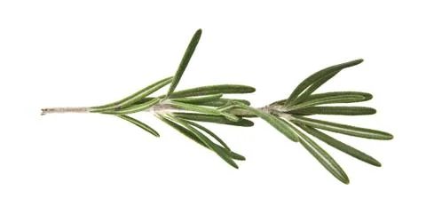 Rosemary Stock Photos