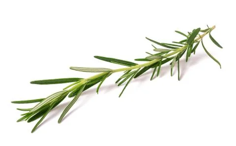 Rosemary Stock Photos
