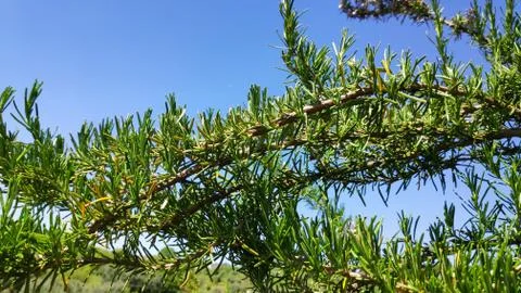 Rosemary Stock Photos