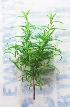 Rosemary Stock Photos