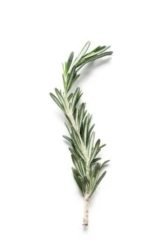 Rosemary Stock Photos