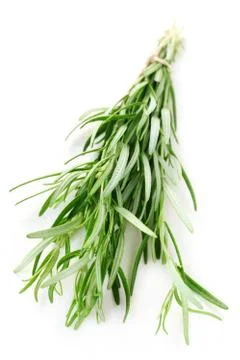 Rosemary Stock Photos
