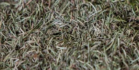 Rosemary Stock Photos