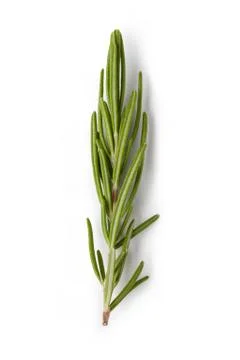 Rosemary Stock Photos