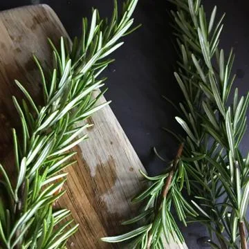 Rosemary Foto stock