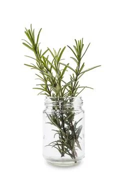 Rosemary Stock Photos