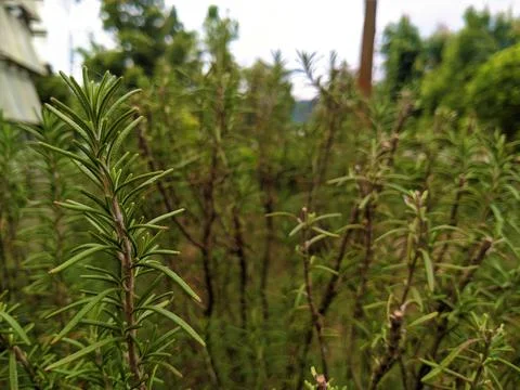 Rosemary Foto stock
