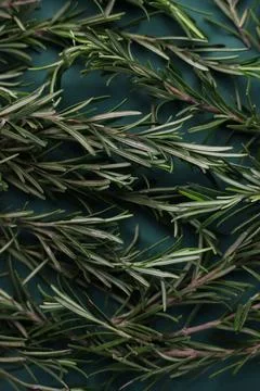 Rosemary Stock Photos