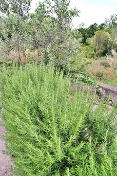 Rosemary Stock Photos