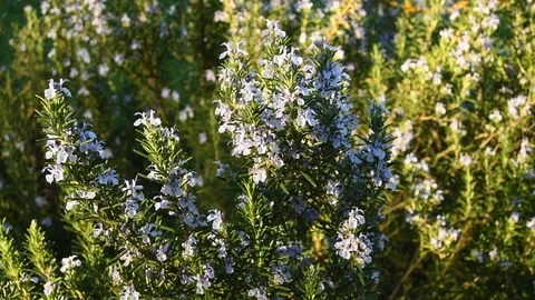 Rosemary plant in bloom in spring. Stock Footage 105313231
