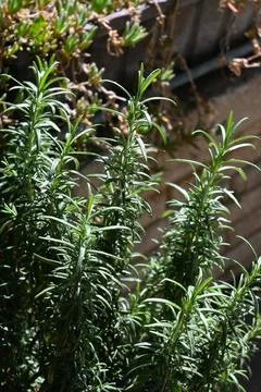Rosemary Plant in Pot, Close-Up Herb Gardening Concept Stockfoto's
