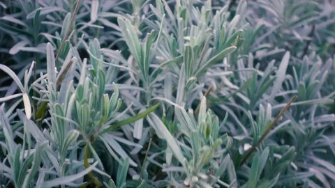 Rosemary plant in the wind Stock Footage 71309155