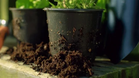 Rosemary in pot Stock Footage 94124319