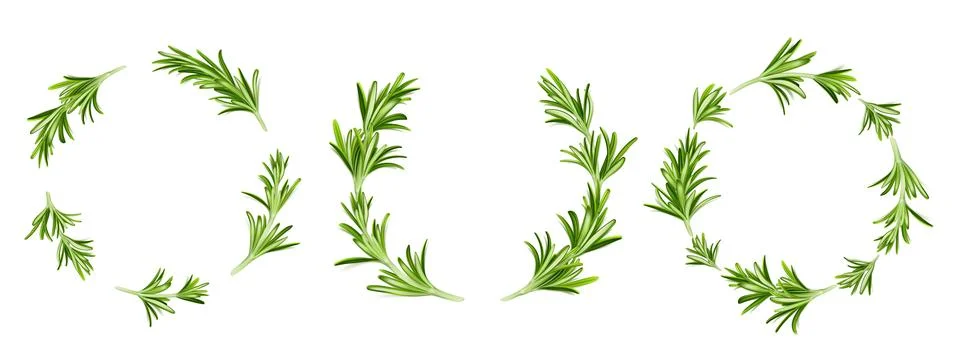 Rosemary round frames, circular border or wreath Stock Illustration