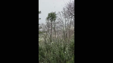 Rosemary in snowfall Stock Footage 234536928