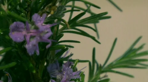 Rosemary spider Stock-Footage 342300