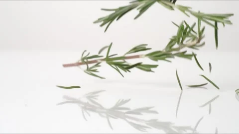 Rosemary Sprigs Macro Bouncing Slow Motion White Tabletop Closeup Macro Food Stock Footage 335004173