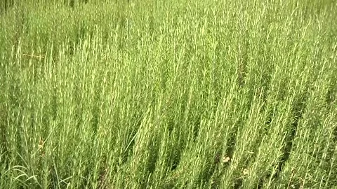 Rosemary sways on the wind Stock Footage 300867690