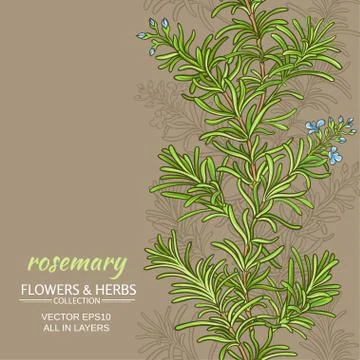 Rosemary vector background Stock Illustration