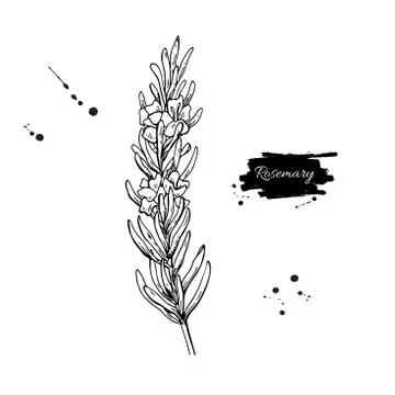 Rosemary vector drawing. Hand drawn blooming herb sketch. Engrav Stock Illustration