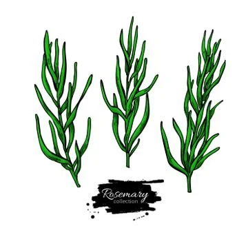 Rosemary vector drawing set. Isolated plant with leaves. Stock Illustration
