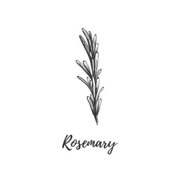 Rosemary vector illustration. Stock Illustration