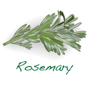 Rosemary vector isolated Stock Illustration