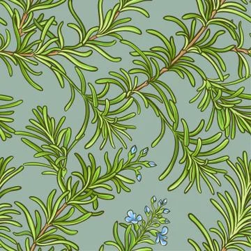 Rosemary vector pattern Stock Illustration