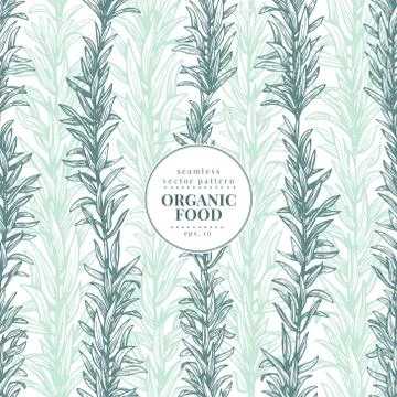 Rosemary. Vector seamless pattern for design menu, packaging and recipes. Hand Stock Illustration