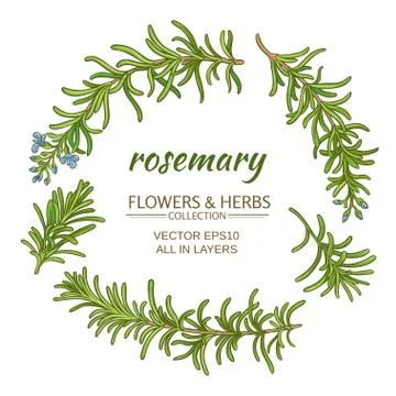 Rosemary vector set Stock Illustration