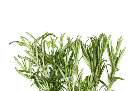 Rosemary on white background Stock Photos