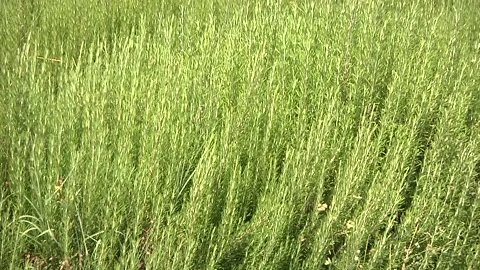 Rosemary on the wind Stock Footage 300867773