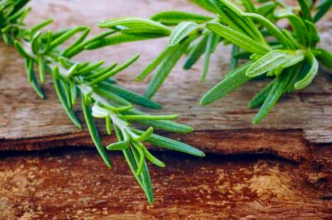 Rosemrry herb Stock Photos
