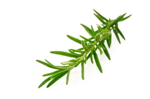 Rosemrry herb Stock Photos