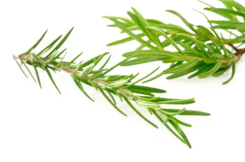 Rosemrry herb Stock Photos