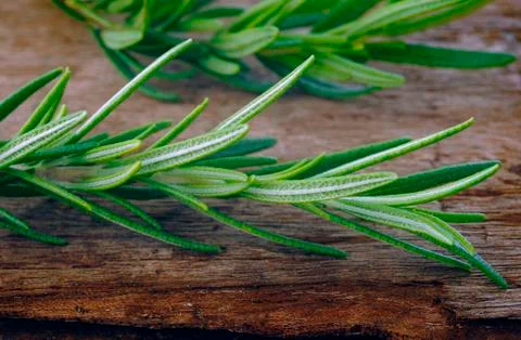 Rosemrry herb Stock Photos
