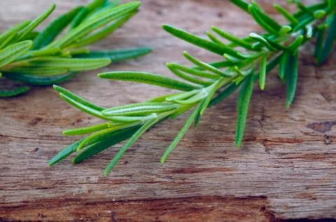 Rosemrry herb Stock Photos